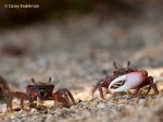 Tiny Crabs