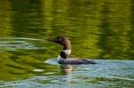 Loon