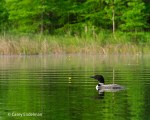 Avery Lake Loon