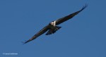Osprey Fishing