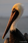 Pelican