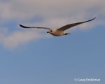 seagull_flight