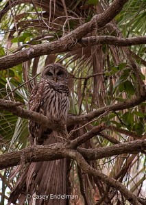 Barred_Owl