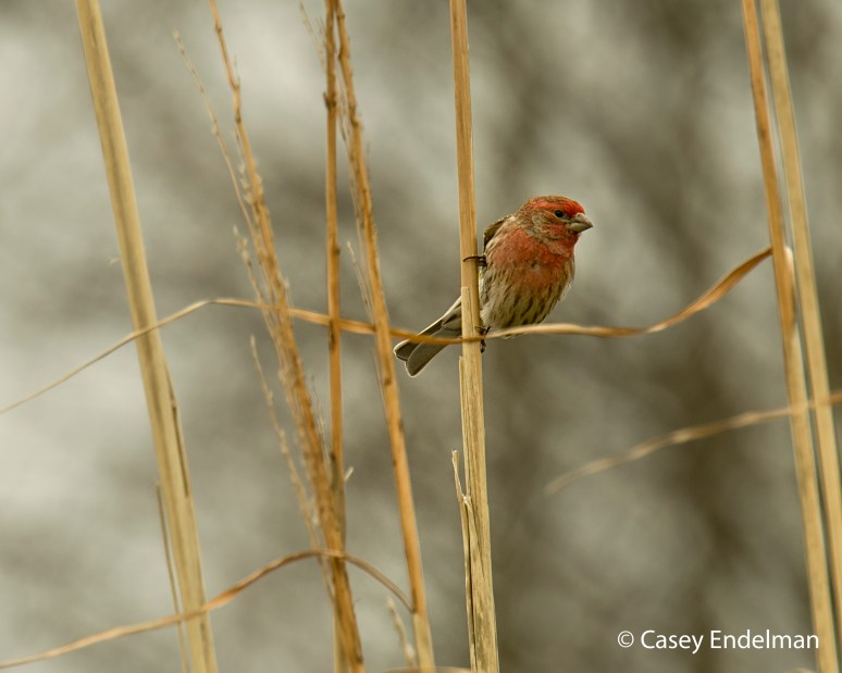 House Finch
