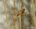 House Finch