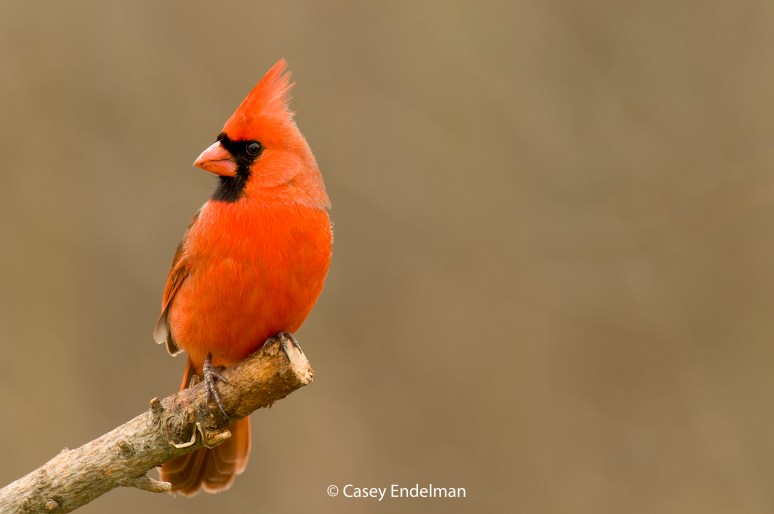 Male Northern Cardinal