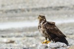 Juvenile Bald Eagle
